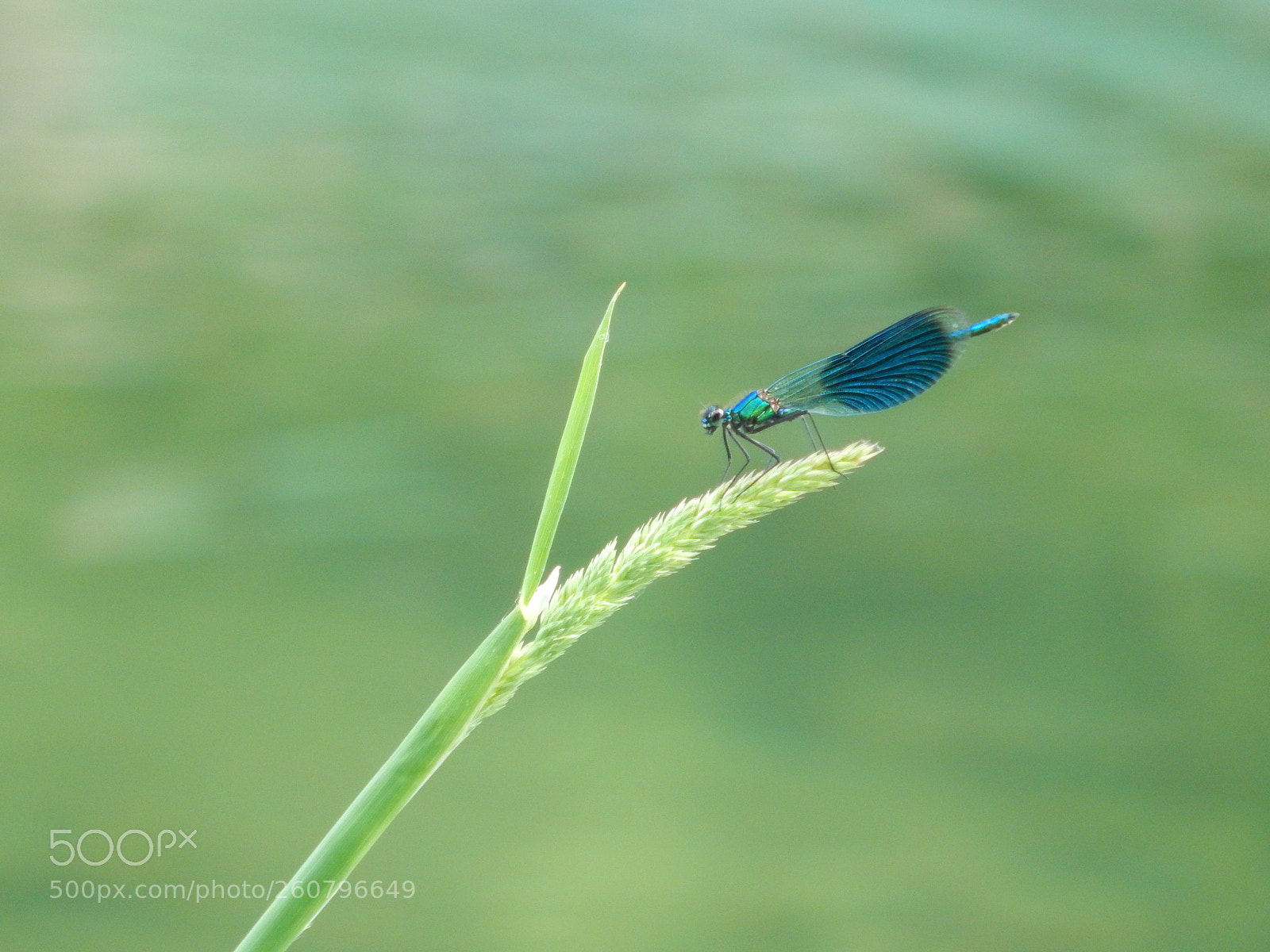 Nikon Coolpix L830 sample photo. Blue libellule photography