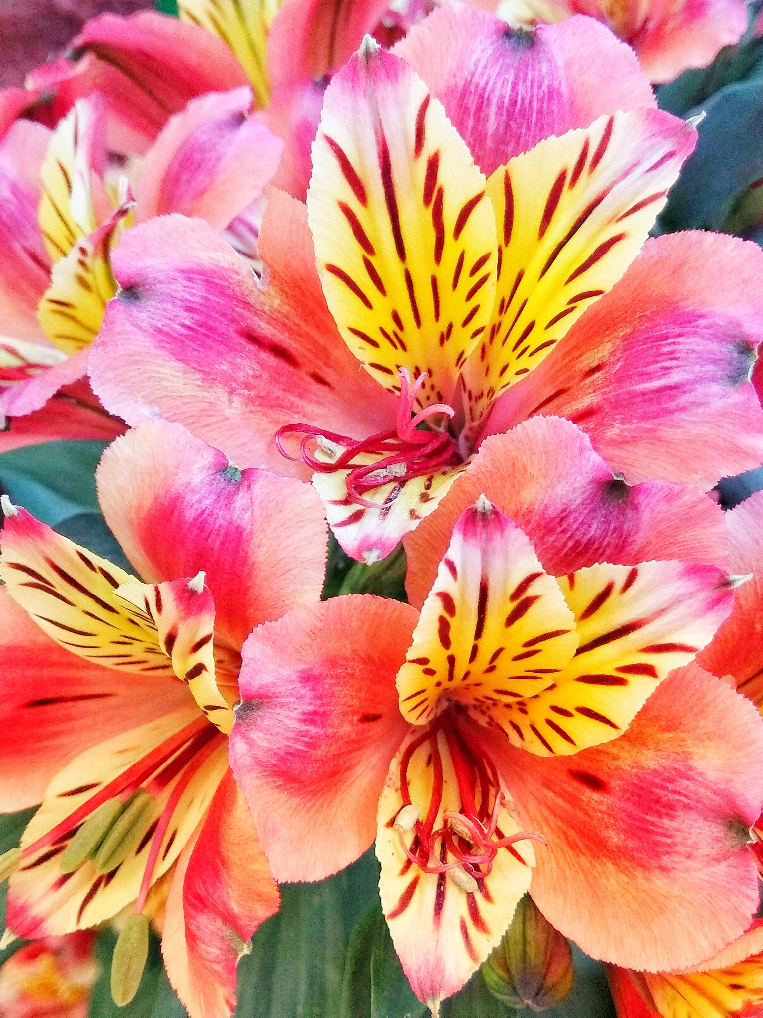 Xiaomi Redmi Note 5A sample photo. Peruvian lilies photography