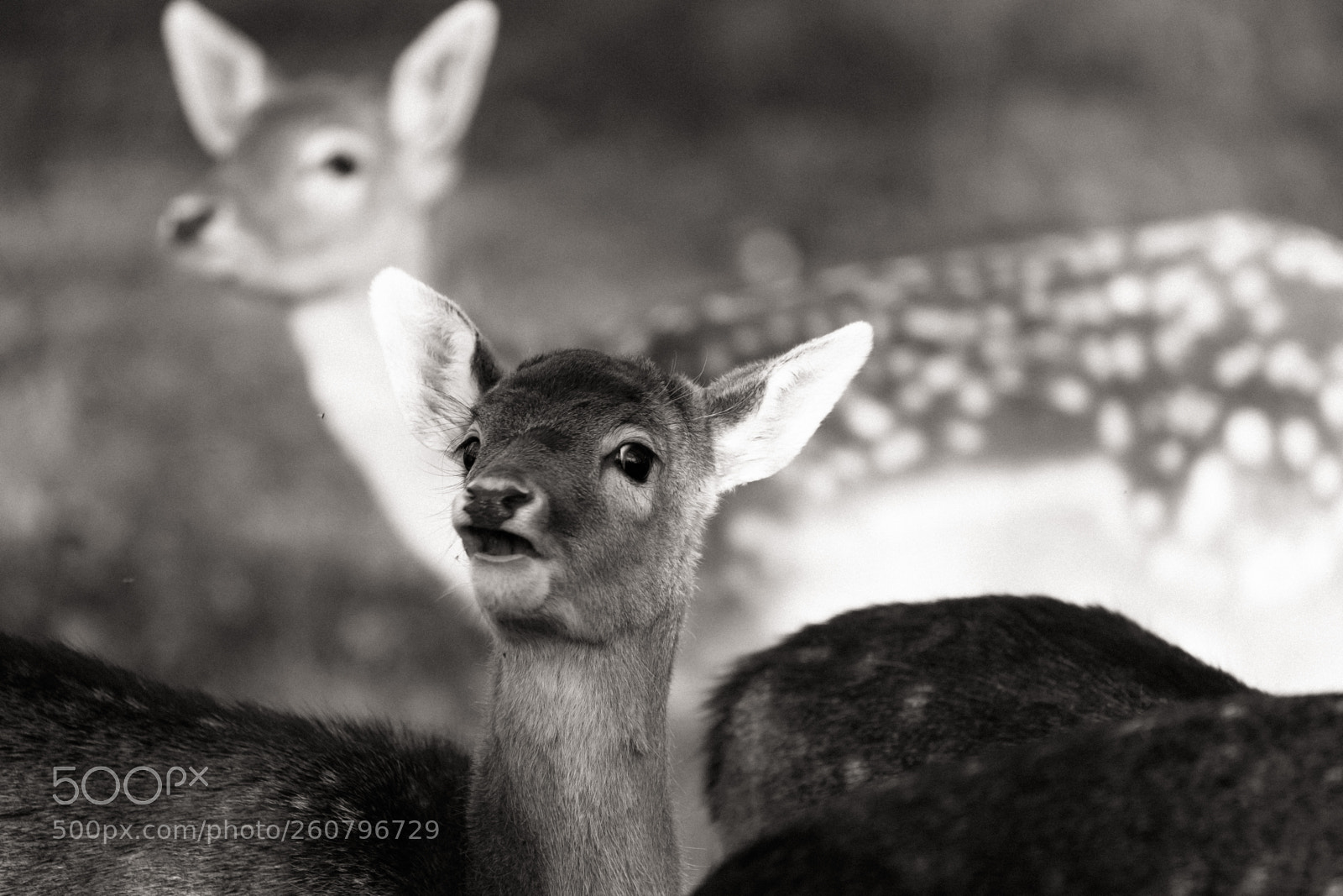 Canon EOS 6D sample photo. Little fawn photography