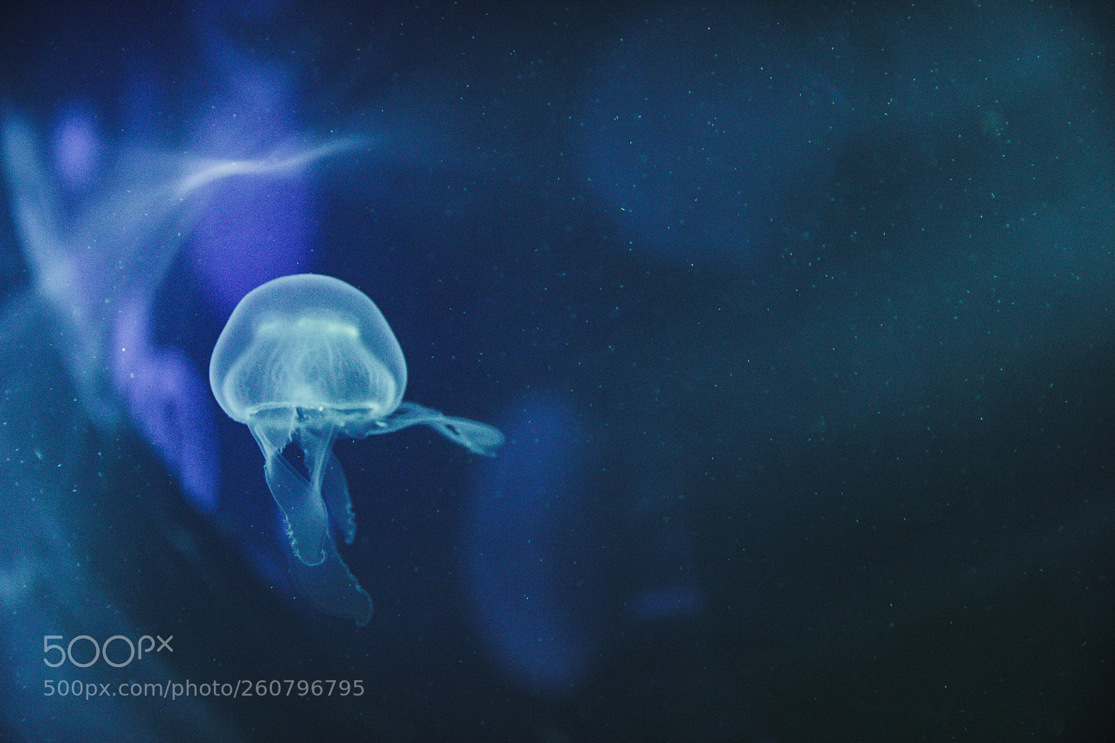 Canon EOS 750D (EOS Rebel T6i / EOS Kiss X8i) sample photo. Jelly fish photography