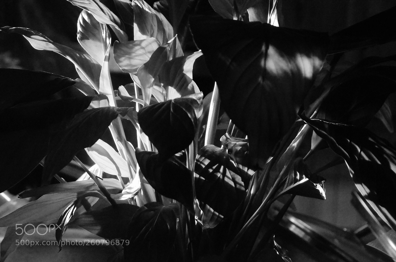 Nikon D5100 sample photo. Morning light play photography
