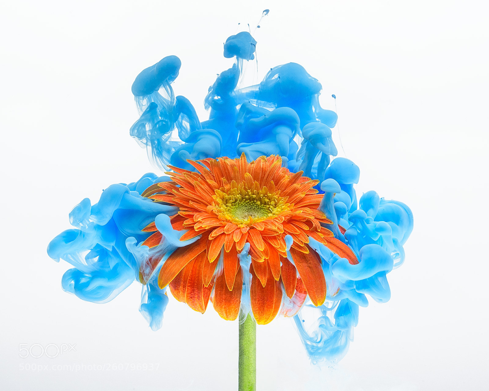 Nikon D850 sample photo. Gerbera i photography