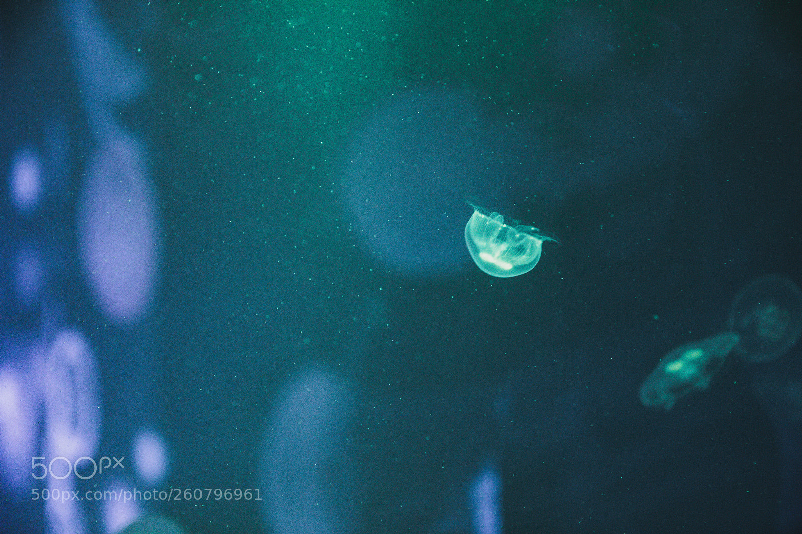 Canon EOS 750D (EOS Rebel T6i / EOS Kiss X8i) sample photo. Jelly fish photography