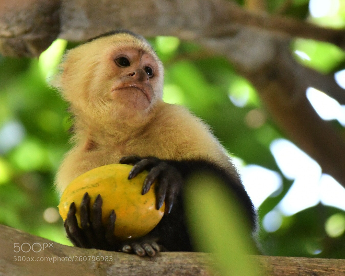 Nikon D500 sample photo. Monkey photography