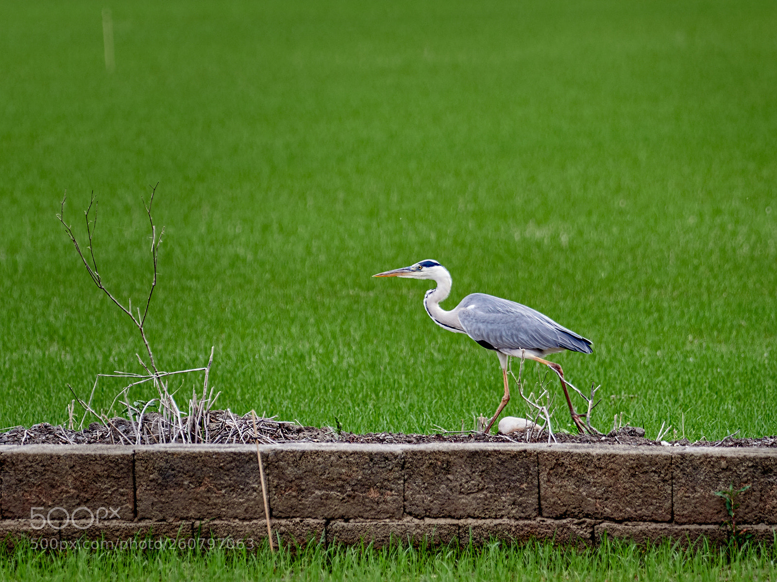 Olympus OM-D E-M1 Mark II sample photo. Garza en los arrozales photography