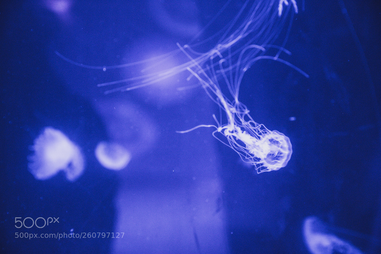 Canon EOS 750D (EOS Rebel T6i / EOS Kiss X8i) sample photo. Jelly fish photography