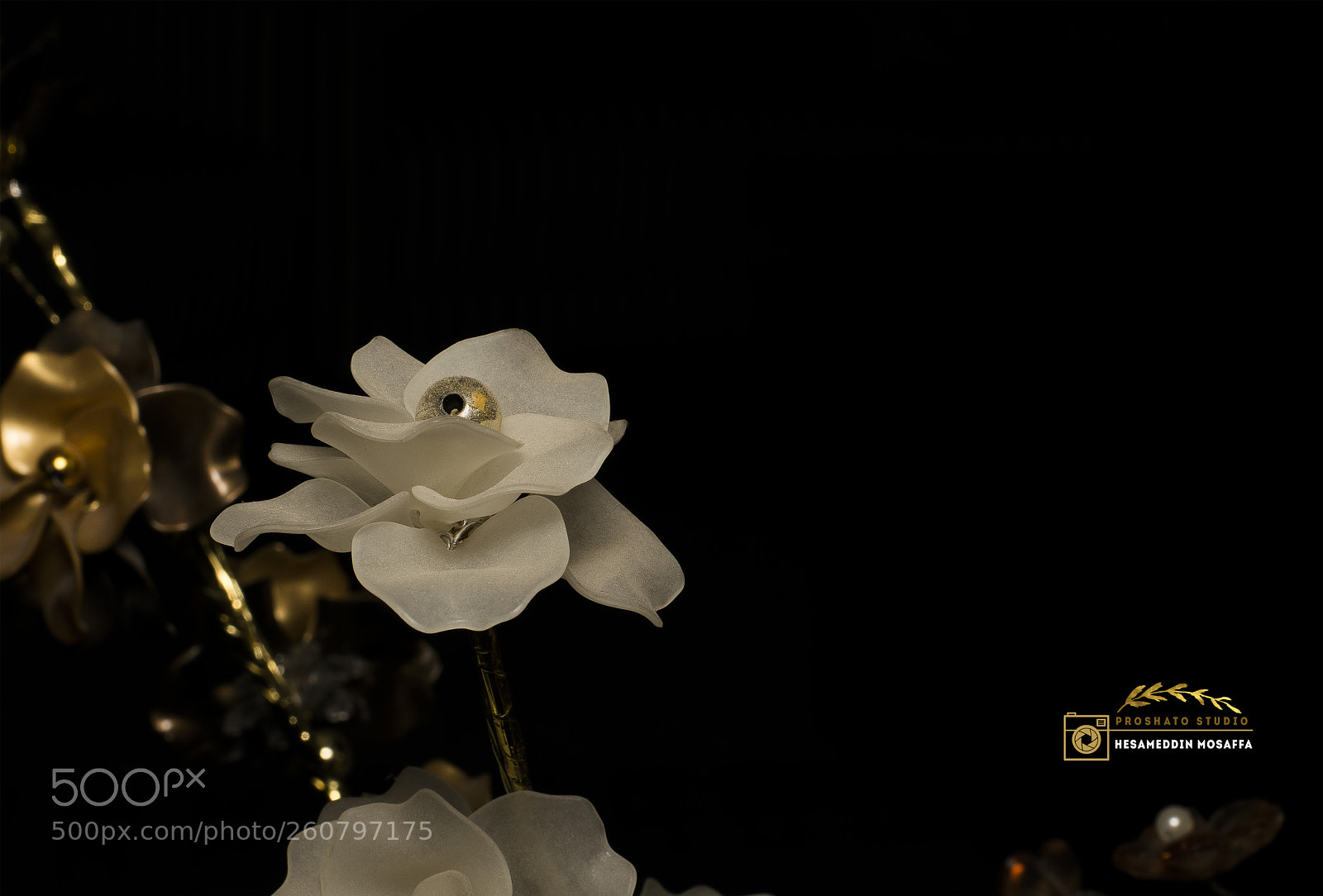Nikon D3300 sample photo. Silver rose at the photography