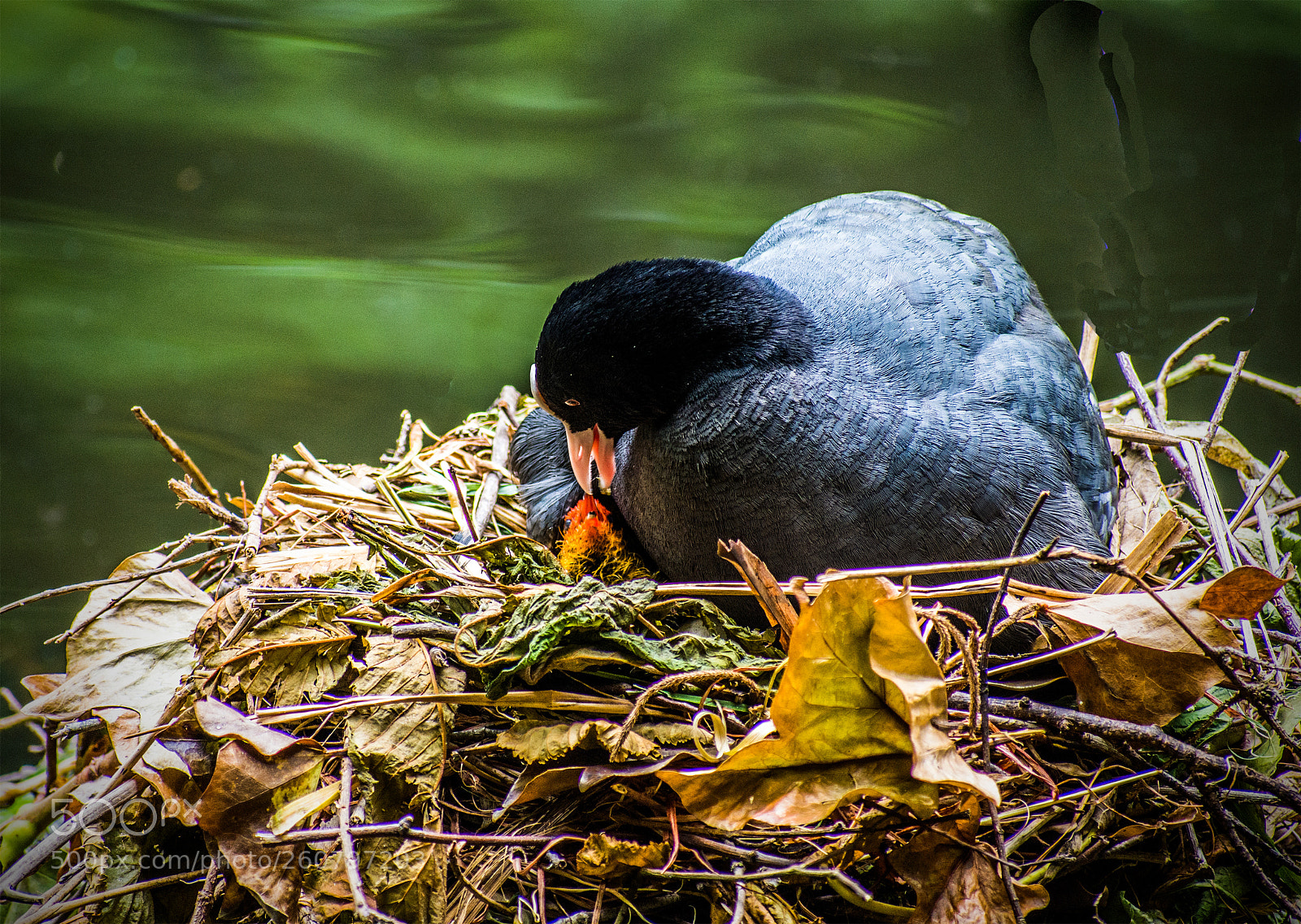 Nikon D7200 sample photo. Coot at nest photography