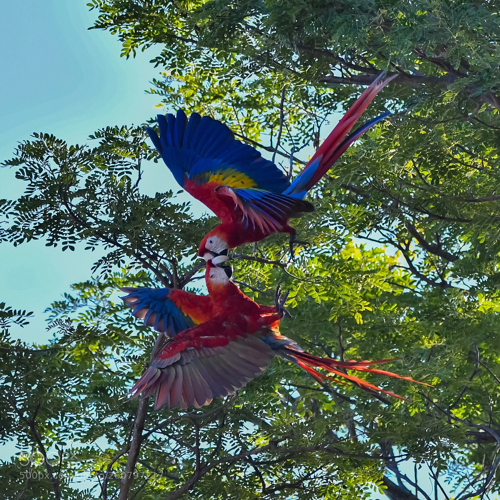 Nikon D500 sample photo. Macaws photography