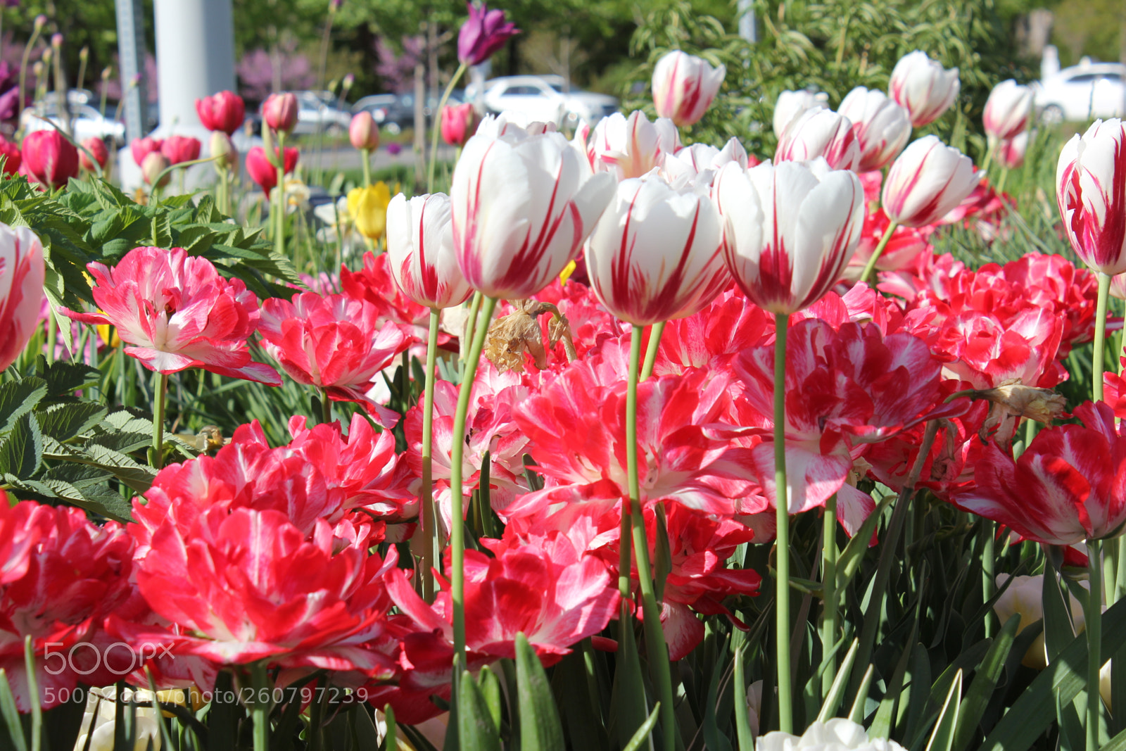Canon EOS 550D (EOS Rebel T2i / EOS Kiss X4) sample photo. Tulips edward's gardens, toronto photography