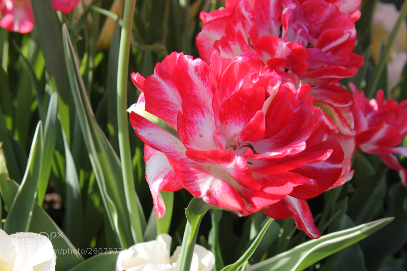 Canon EOS 550D (EOS Rebel T2i / EOS Kiss X4) sample photo. Tulips edward's gardens, toronto photography
