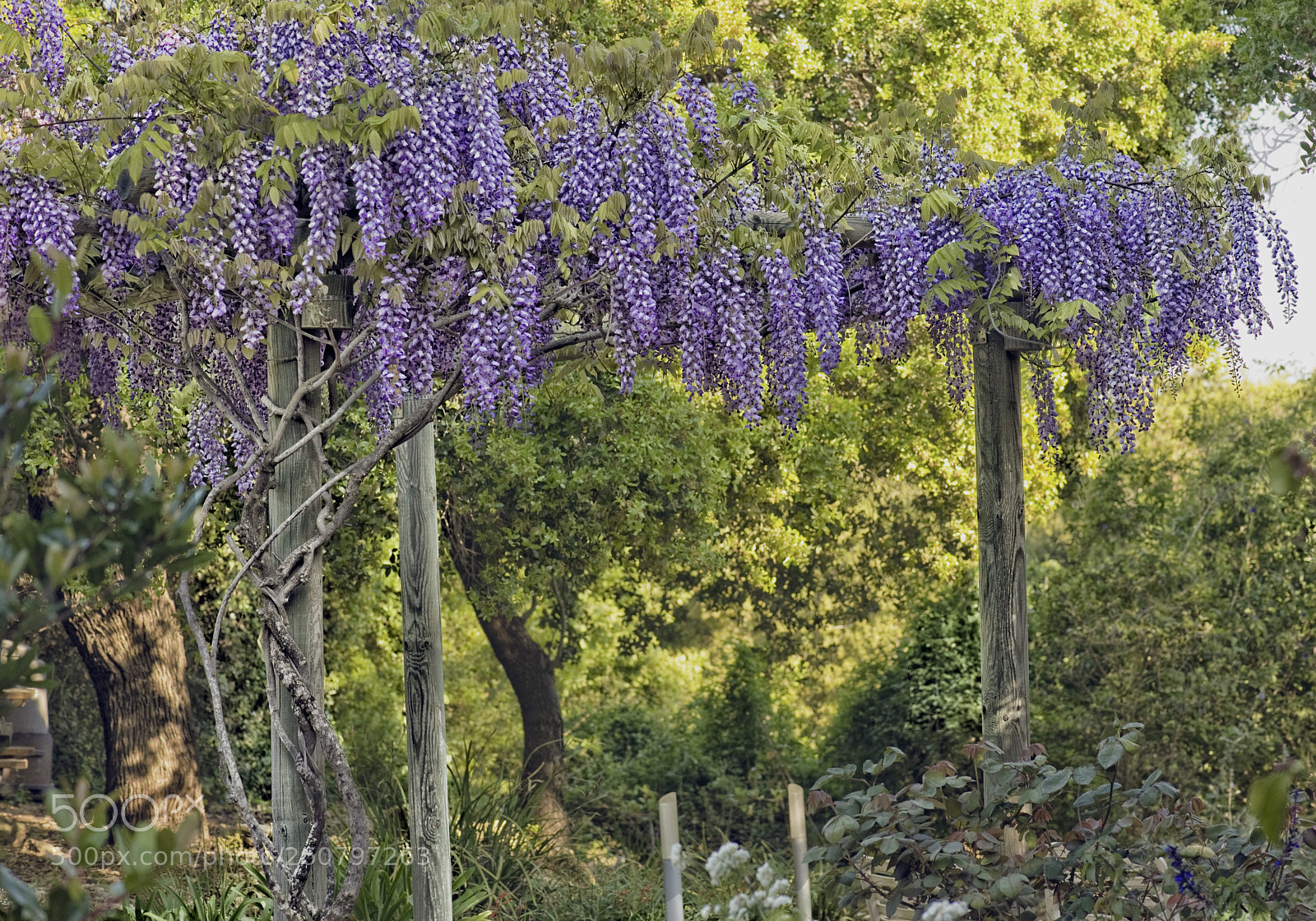 Nikon D700 sample photo. Visteria photography