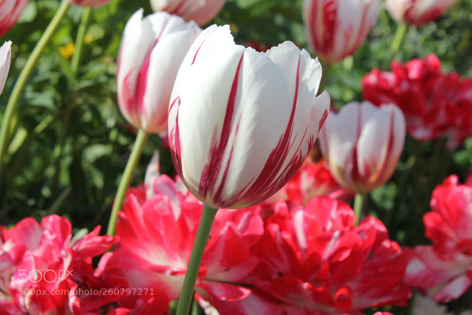 Canon EOS 550D (EOS Rebel T2i / EOS Kiss X4) sample photo. Tulips edward's gardens, toronto photography