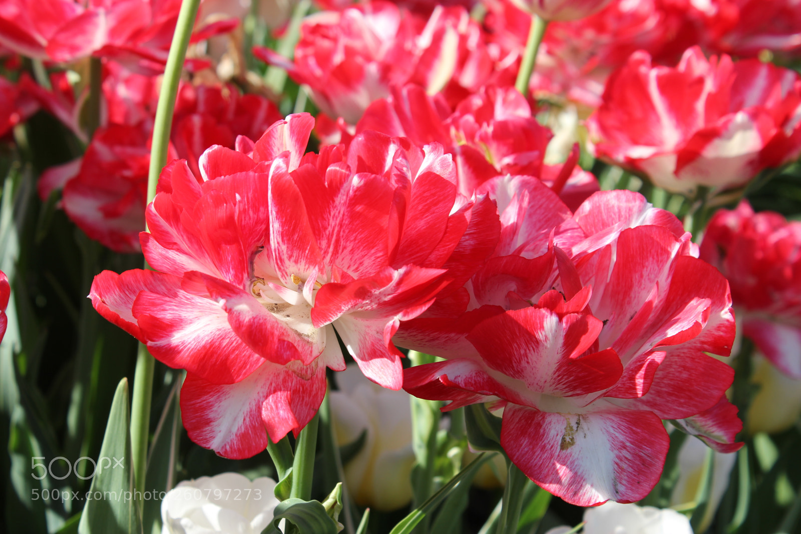Canon EOS 550D (EOS Rebel T2i / EOS Kiss X4) sample photo. Tulips edward's gardens, toronto photography