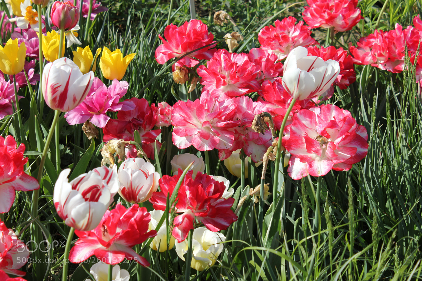 Canon EOS 550D (EOS Rebel T2i / EOS Kiss X4) sample photo. Tulips edward's gardens, toronto photography