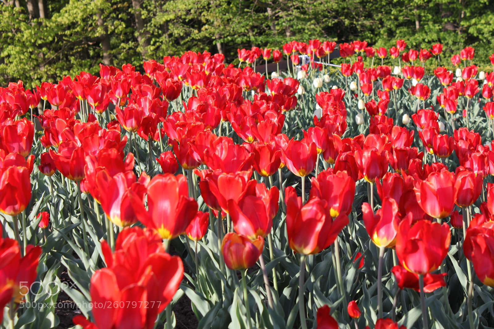 Canon EOS 550D (EOS Rebel T2i / EOS Kiss X4) sample photo. Tulips edward's gardens, toronto photography