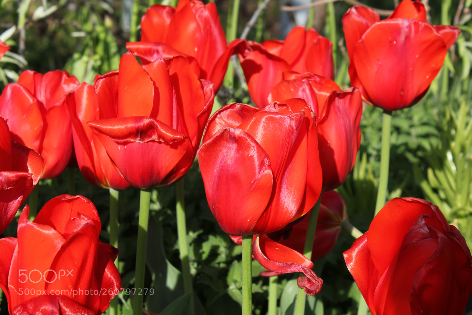 Canon EOS 550D (EOS Rebel T2i / EOS Kiss X4) sample photo. Tulips edward's gardens, toronto photography