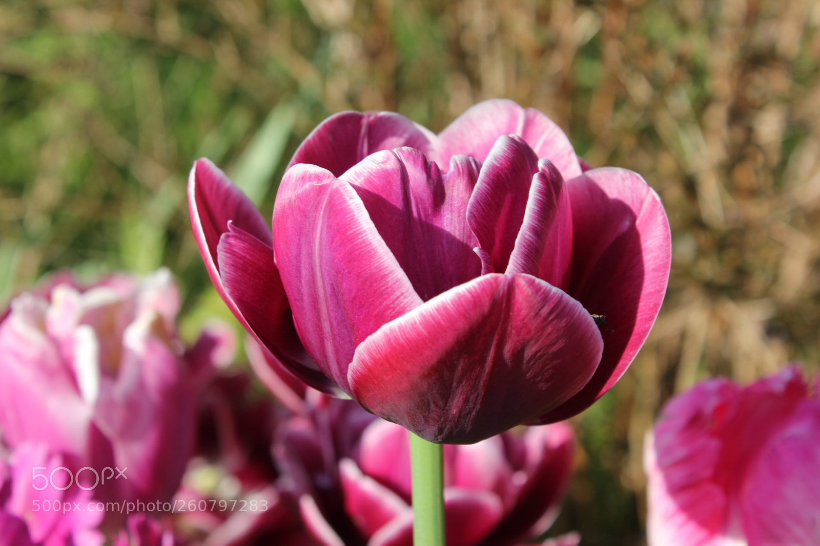 Canon EOS 550D (EOS Rebel T2i / EOS Kiss X4) sample photo. Tulips edward's gardens, toronto photography