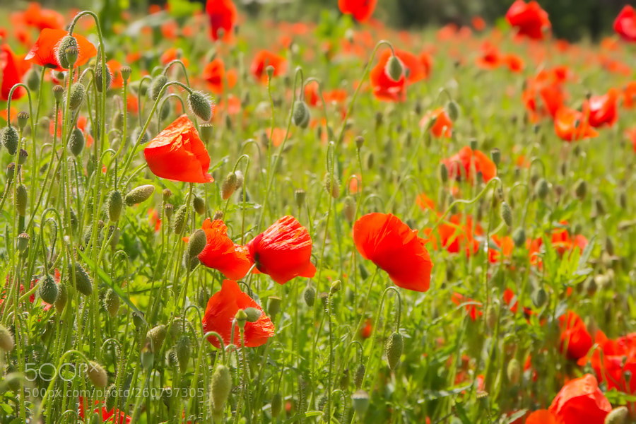Canon EOS 6D sample photo. Klatschmohnwiese photography