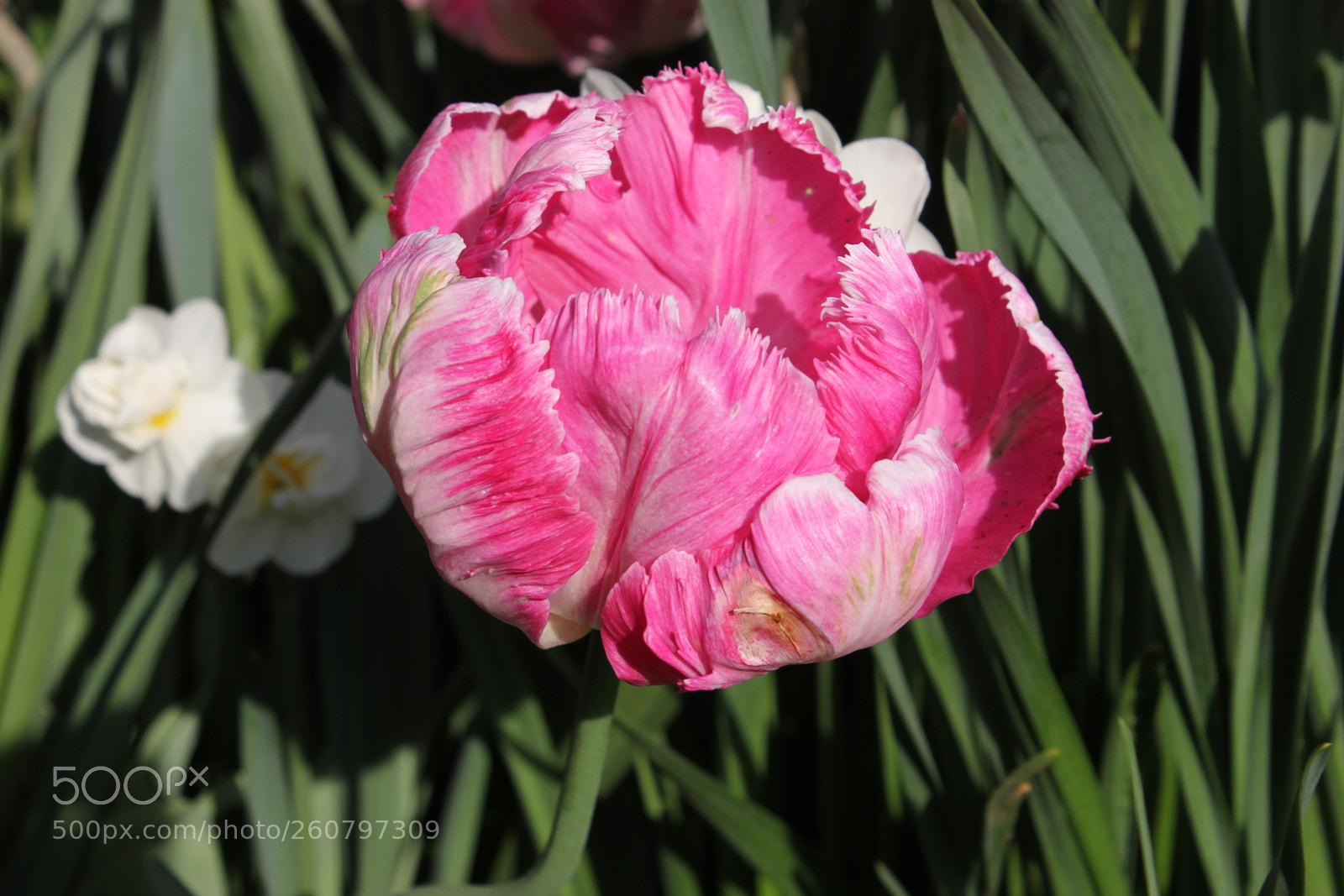 Canon EOS 550D (EOS Rebel T2i / EOS Kiss X4) sample photo. Tulips edward's gardens, toronto photography