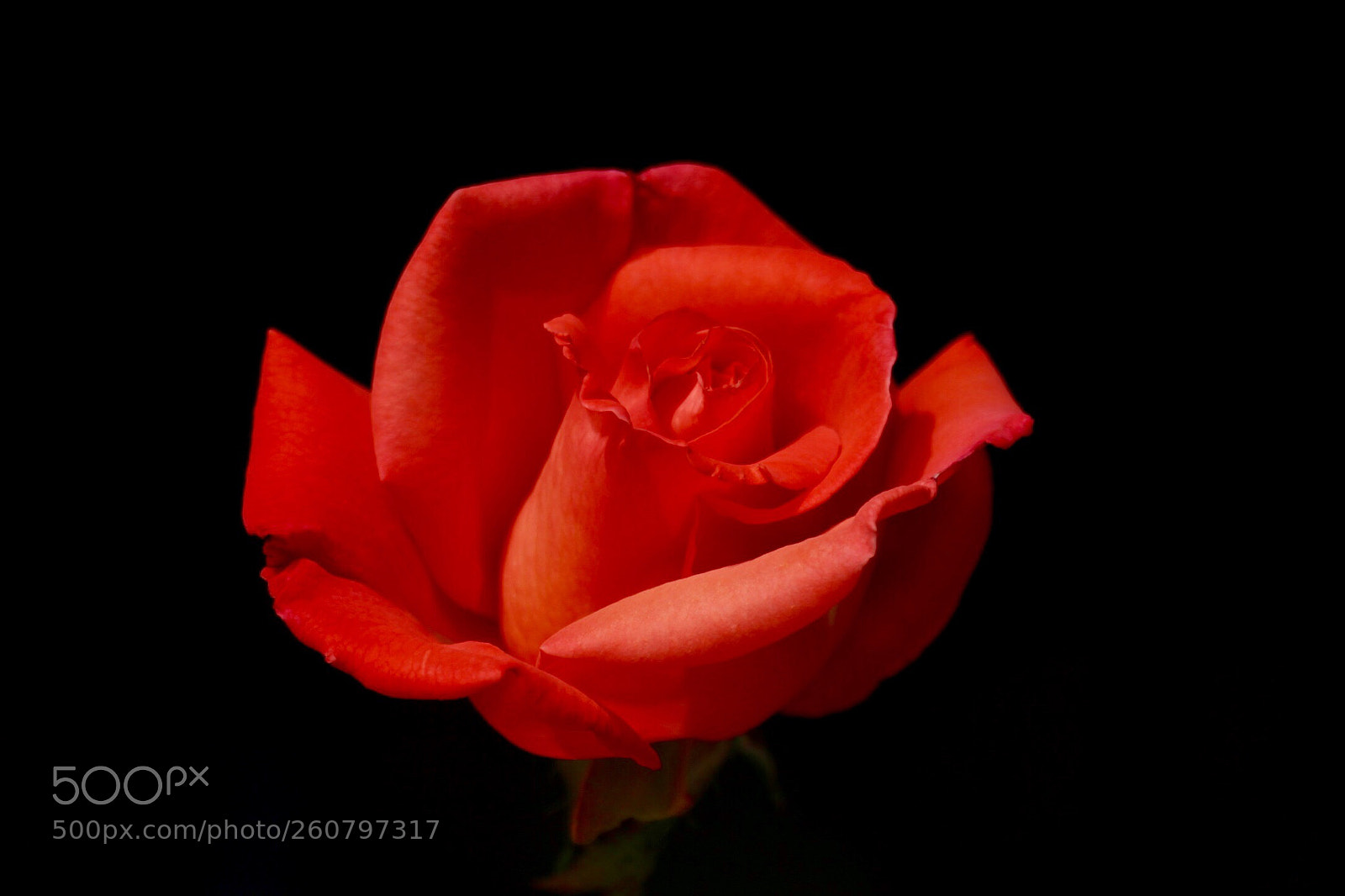 Canon EOS 700D (EOS Rebel T5i / EOS Kiss X7i) sample photo. A rose offered by photography