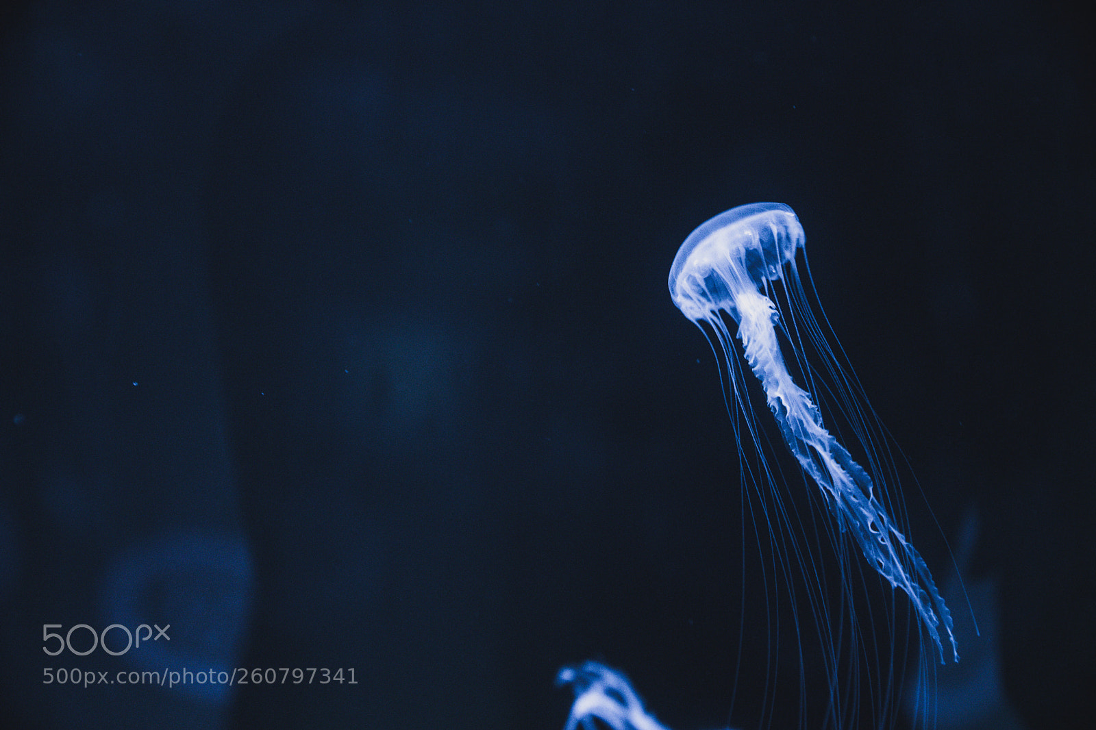 Canon EOS 750D (EOS Rebel T6i / EOS Kiss X8i) sample photo. Jelly fish photography