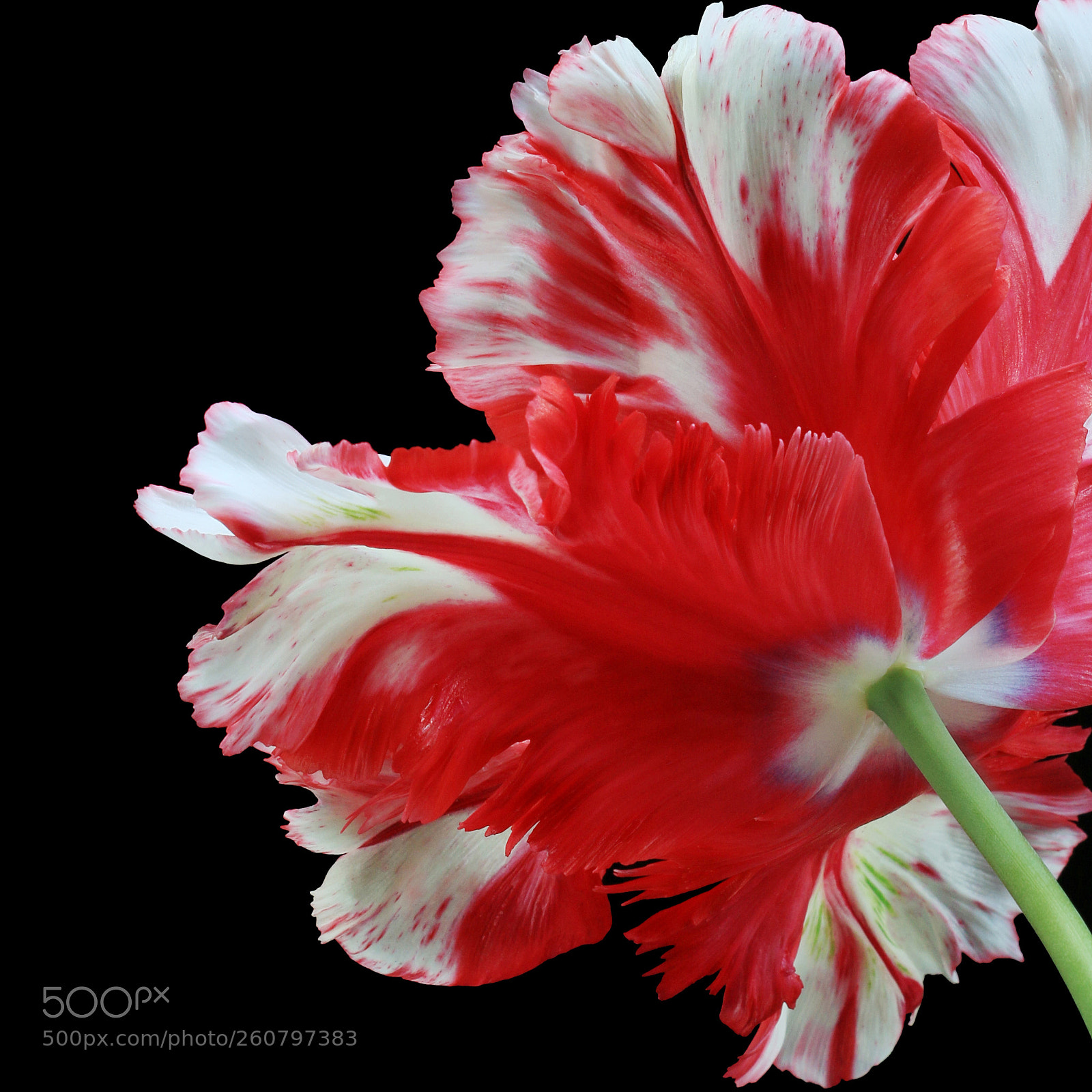 Canon EOS 7D Mark II sample photo. Parrot tulip photography