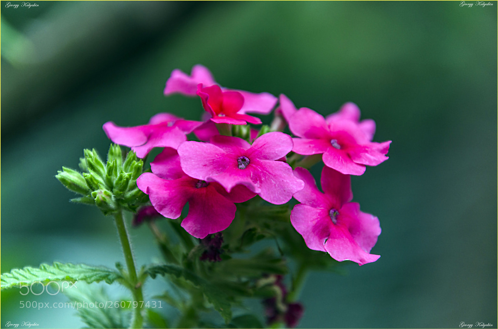 Nikon D7000 sample photo. цветы photography