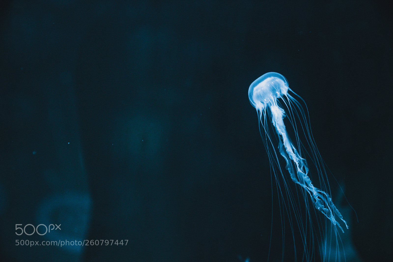 Canon EOS 750D (EOS Rebel T6i / EOS Kiss X8i) sample photo. Jelly fish photography