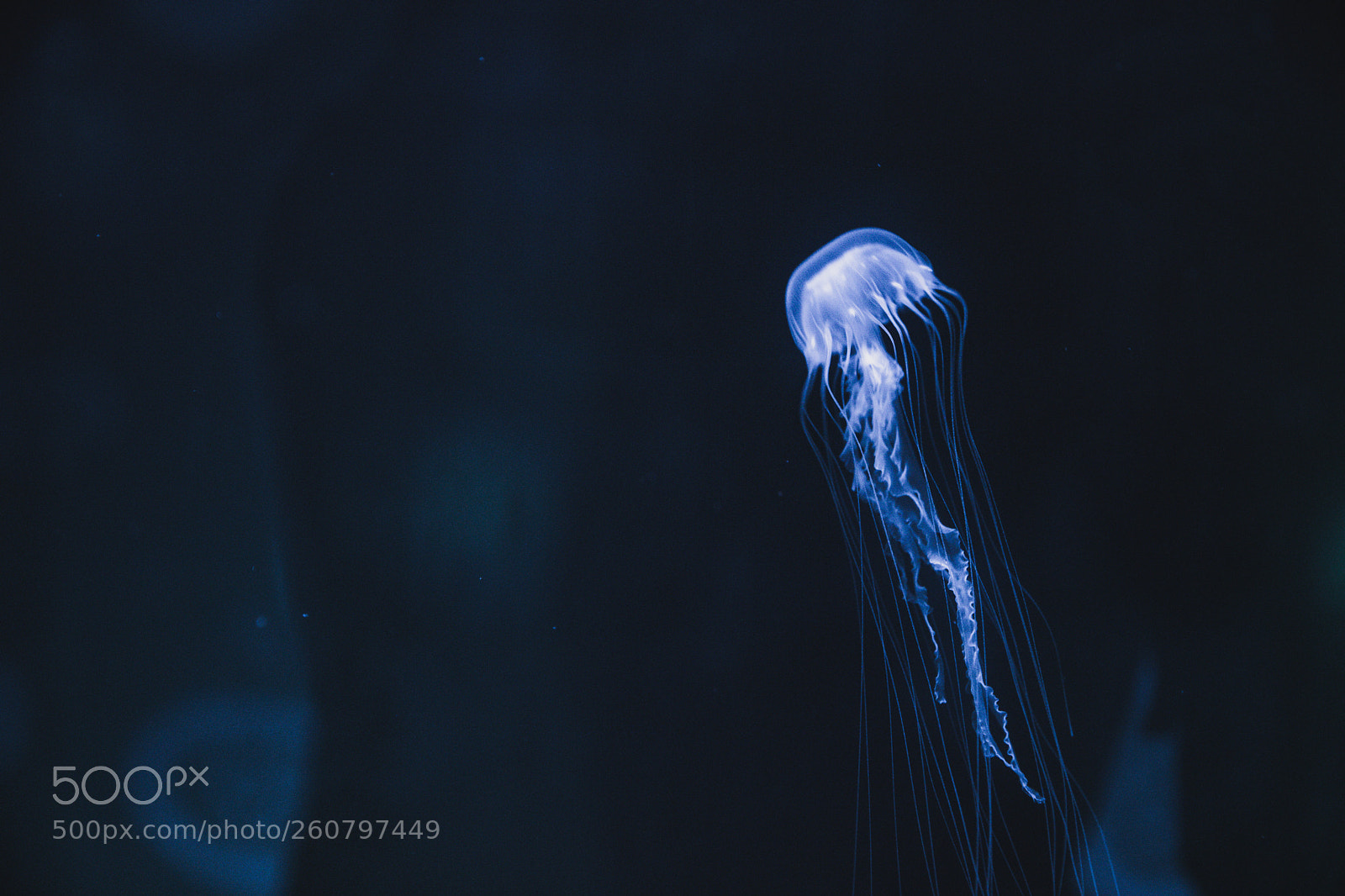 Canon EOS 750D (EOS Rebel T6i / EOS Kiss X8i) sample photo. Jelly fish photography