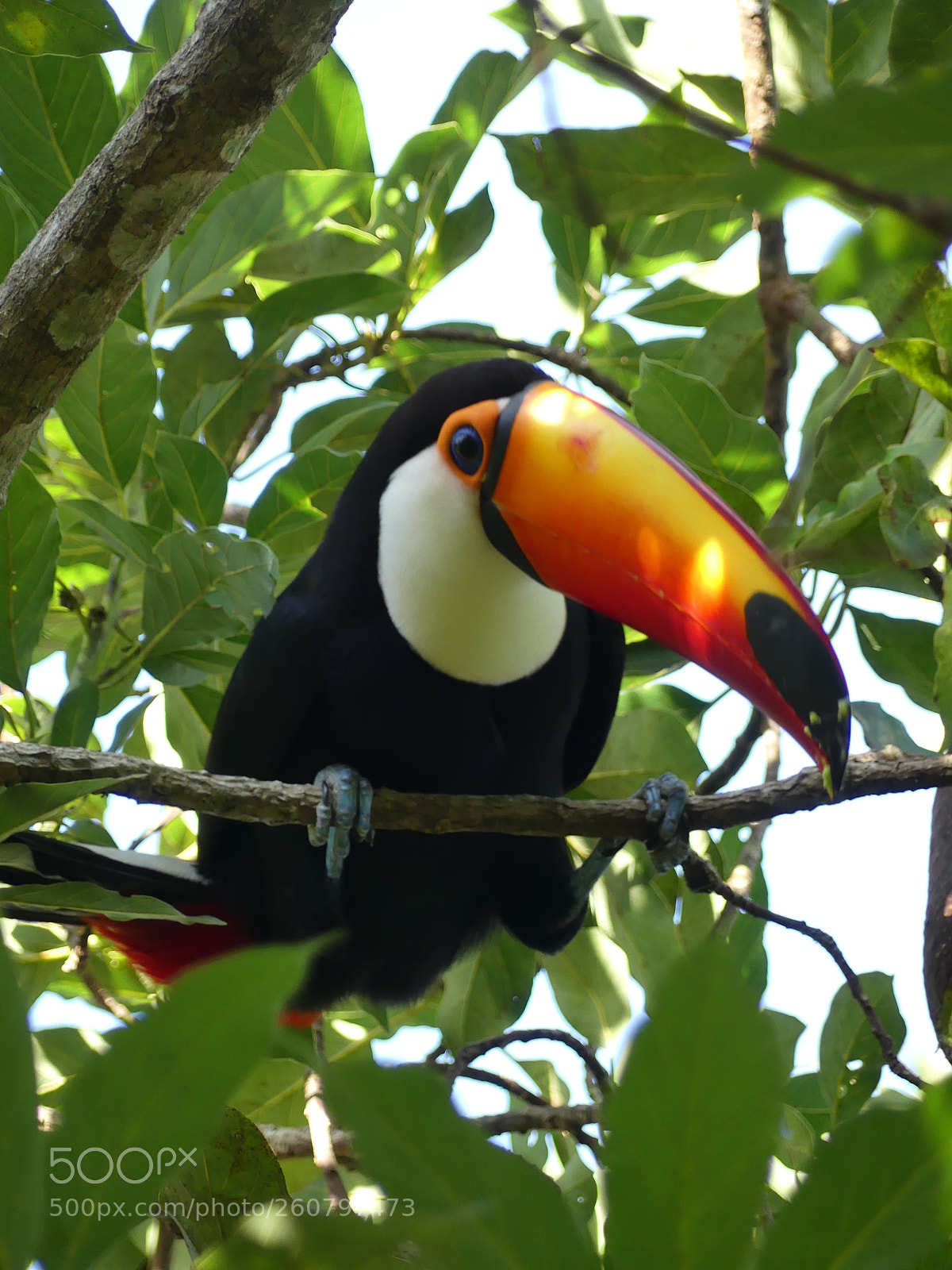Panasonic Lumix DMC-FZ300 sample photo. Toco toucan 4 photography
