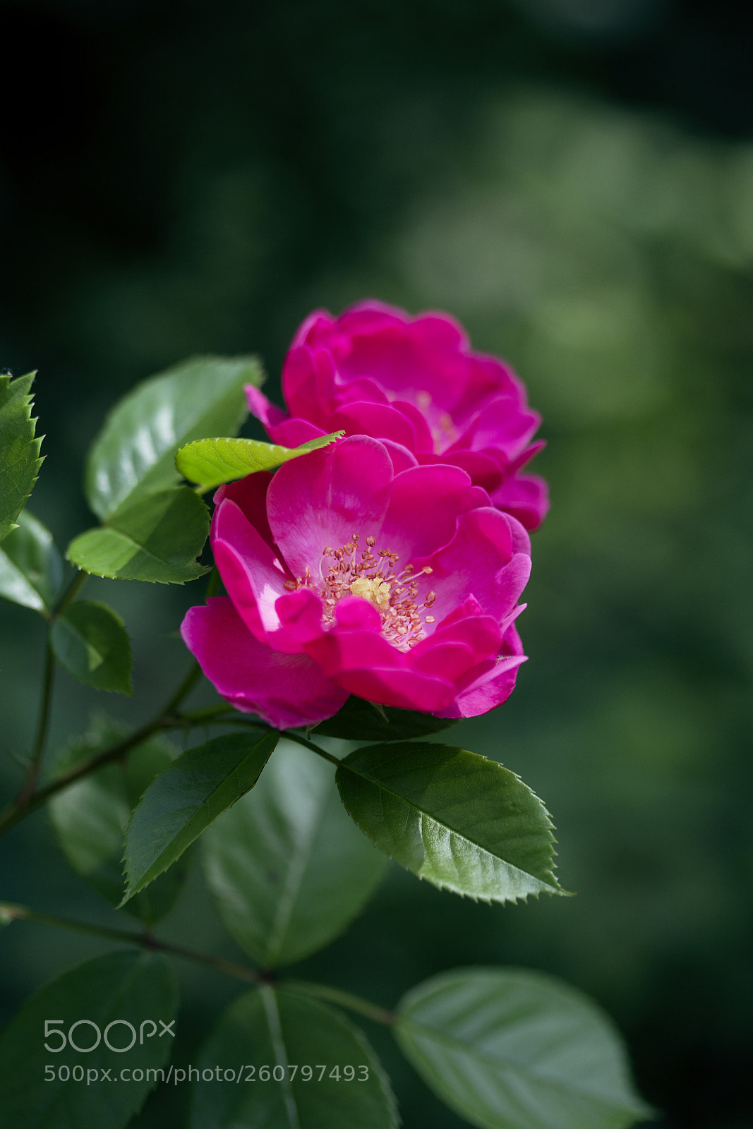 Canon EOS 60D sample photo. Essig-rose (rosa gallica) photography
