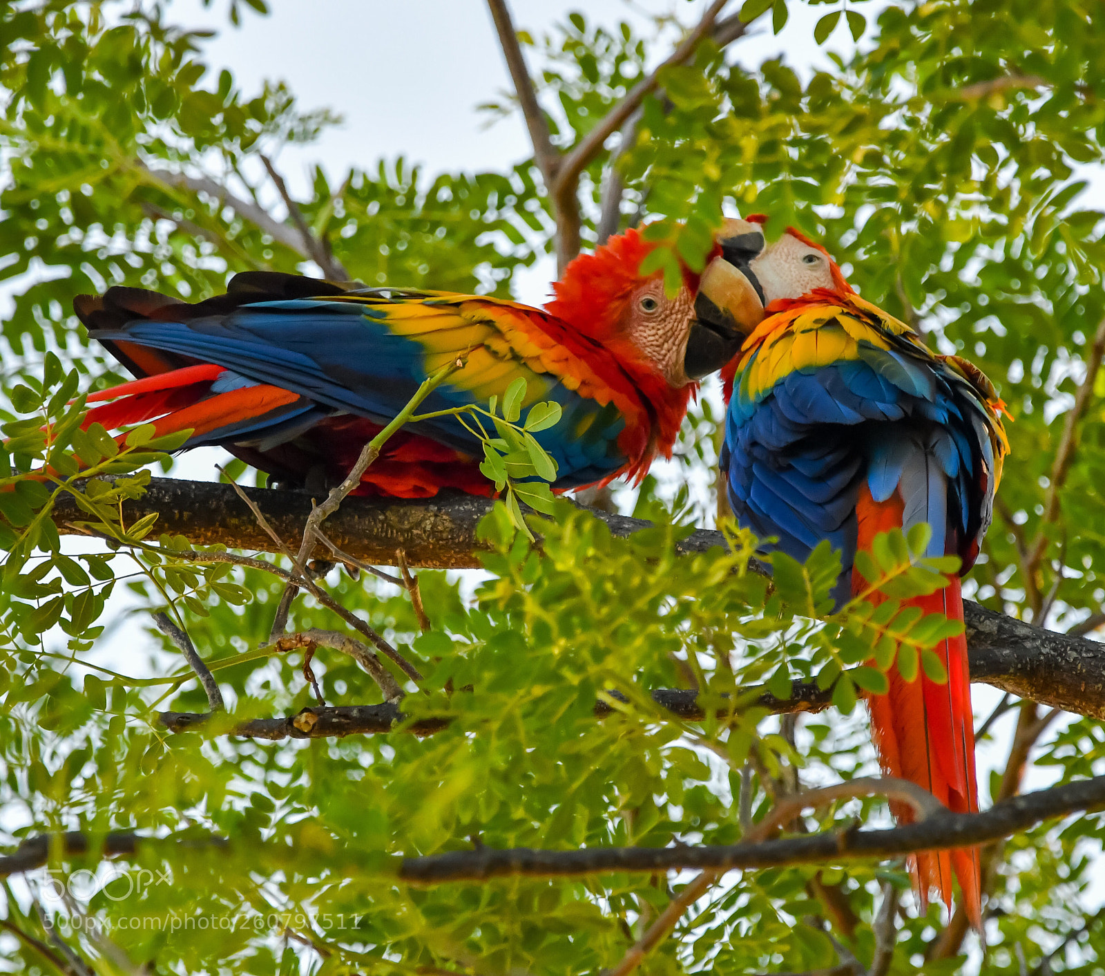 Nikon D500 sample photo. Macaws photography