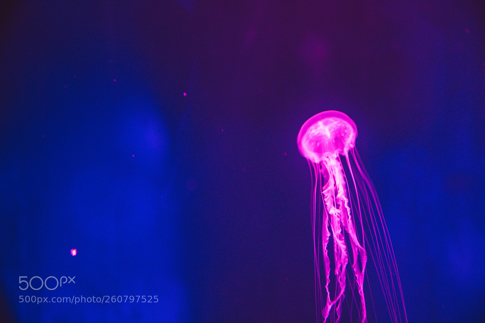 Canon EOS 750D (EOS Rebel T6i / EOS Kiss X8i) sample photo. Jelly fish photography