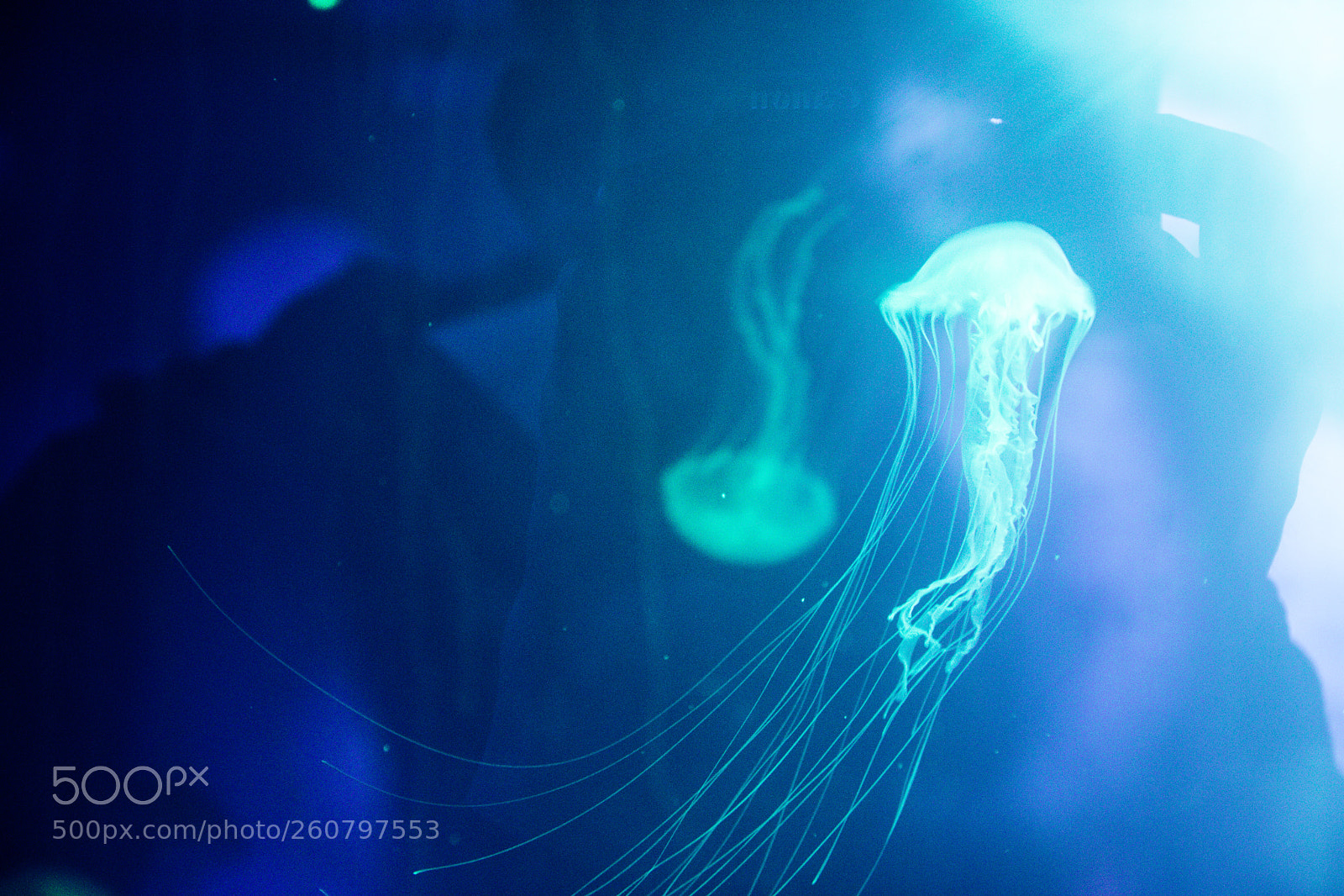 Canon EOS 750D (EOS Rebel T6i / EOS Kiss X8i) sample photo. Jelly fish photography