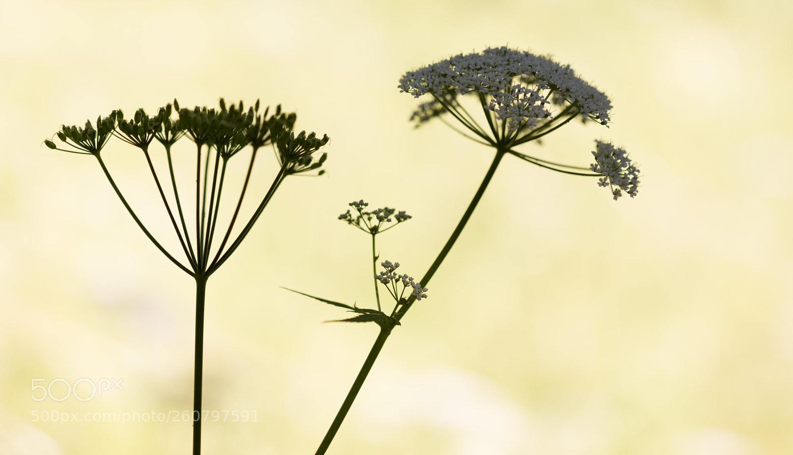 Canon EOS 6D sample photo. Silhouette photography