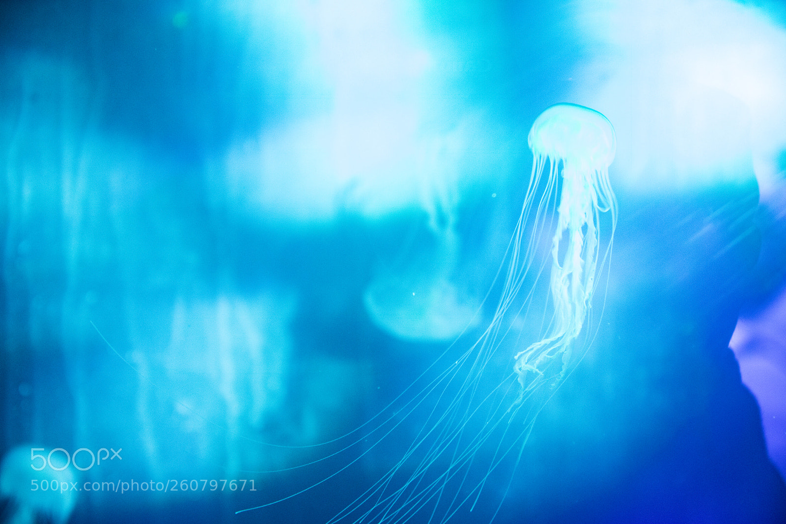 Canon EOS 750D (EOS Rebel T6i / EOS Kiss X8i) sample photo. Jelly fish photography