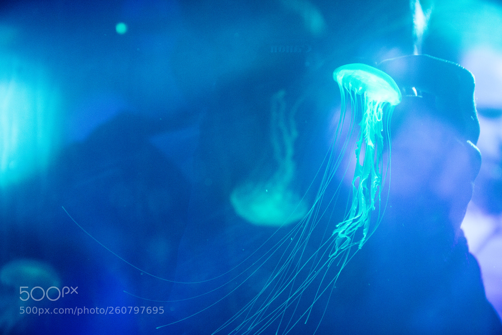 Canon EOS 750D (EOS Rebel T6i / EOS Kiss X8i) sample photo. Jelly fish photography