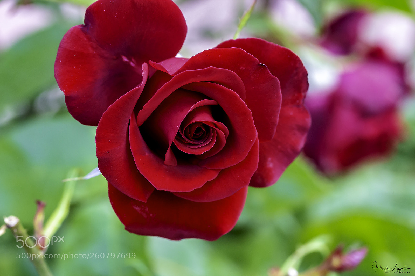 Canon EOS 60D sample photo. Untitled photography