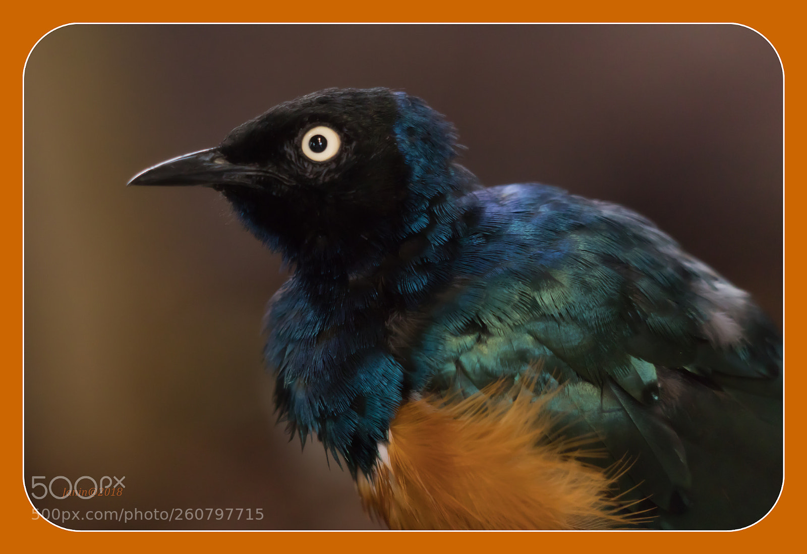 Canon EOS 77D (EOS 9000D / EOS 770D) sample photo. Colorful bird photography