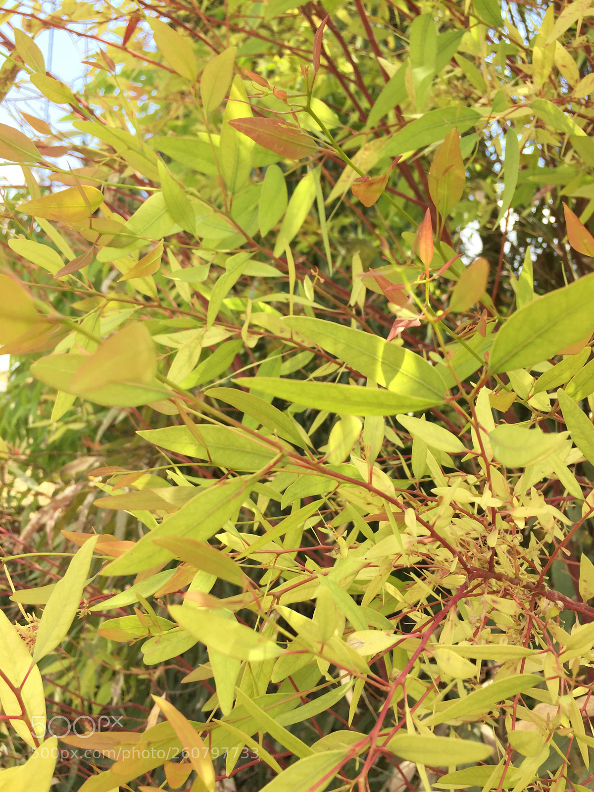 Apple iPhone 6 sample photo. ? photography