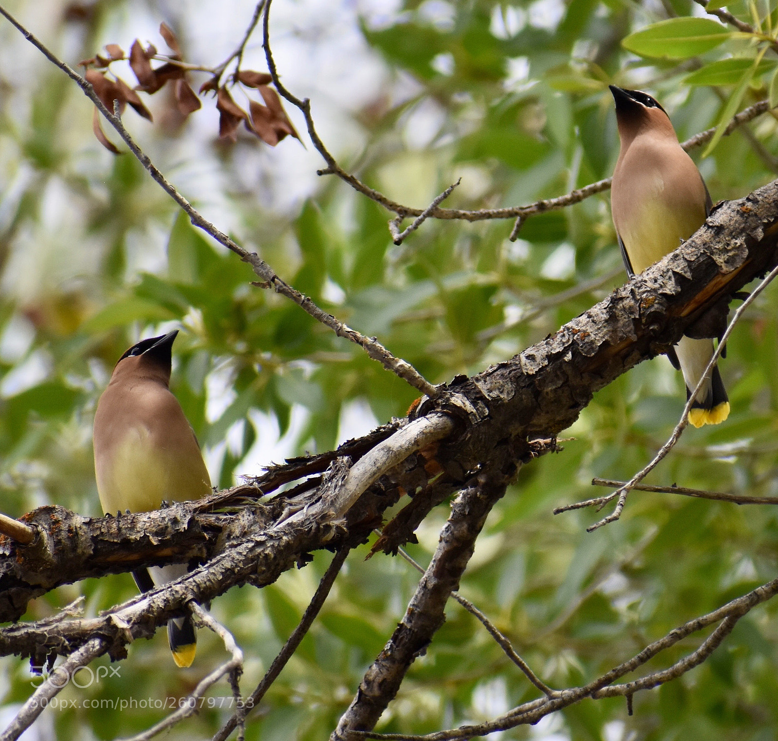 Nikon D3400 sample photo. Cedar waxwings photography