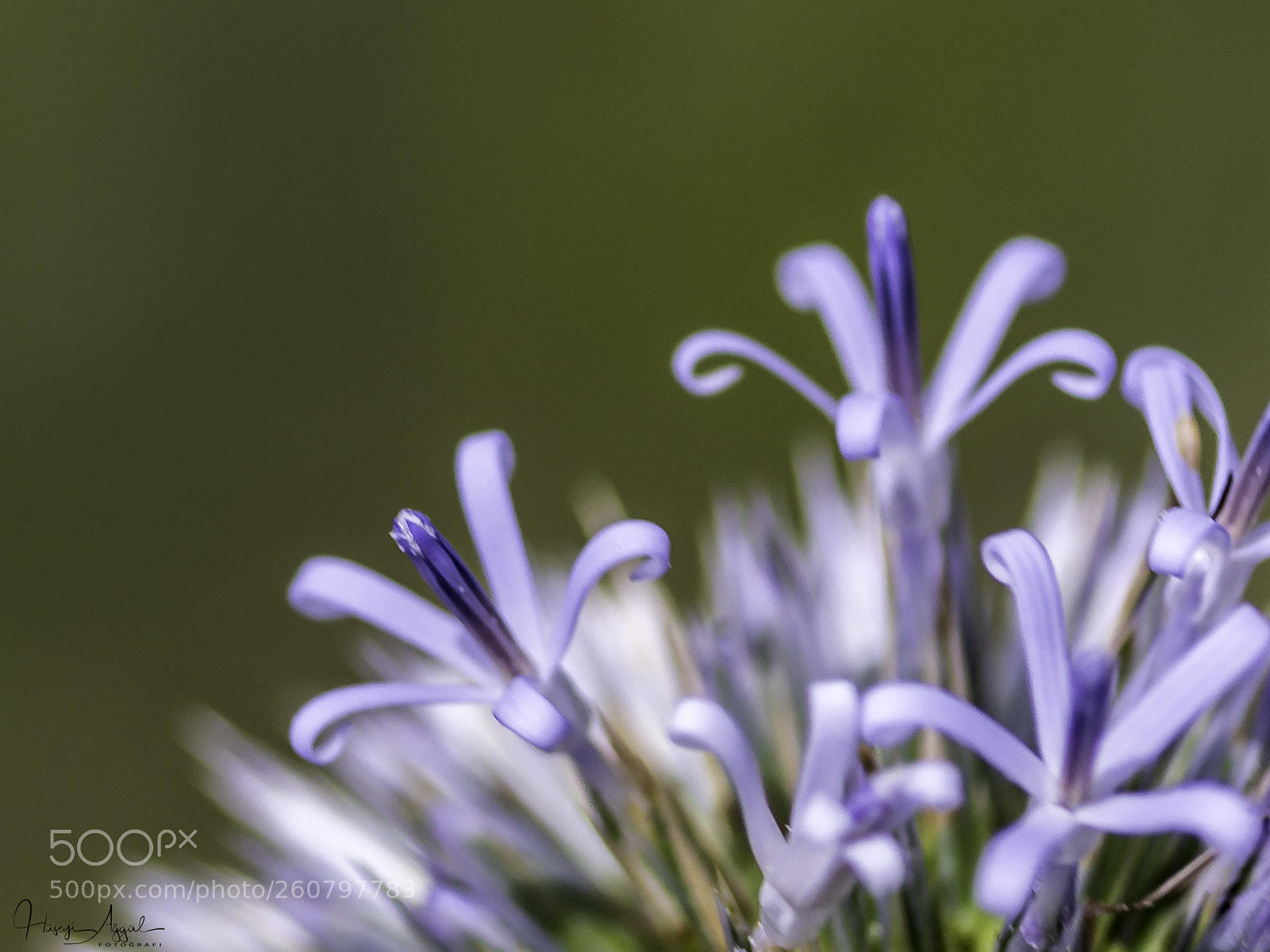 Canon EOS 60D sample photo. Untitled photography