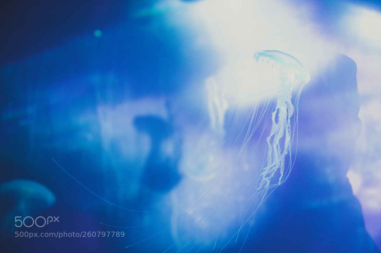 Canon EOS 750D (EOS Rebel T6i / EOS Kiss X8i) sample photo. Jelly fish photography