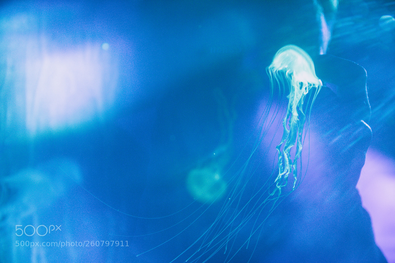 Canon EOS 750D (EOS Rebel T6i / EOS Kiss X8i) sample photo. Jelly fish photography
