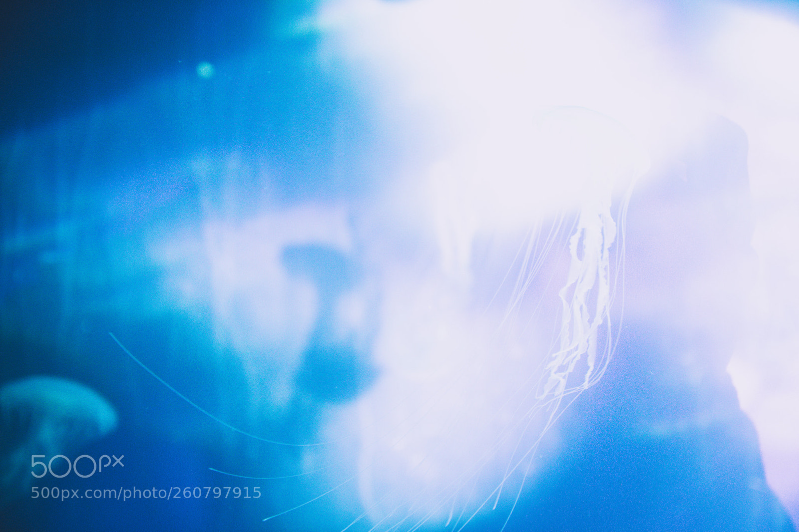 Canon EOS 750D (EOS Rebel T6i / EOS Kiss X8i) sample photo. Jelly fish photography