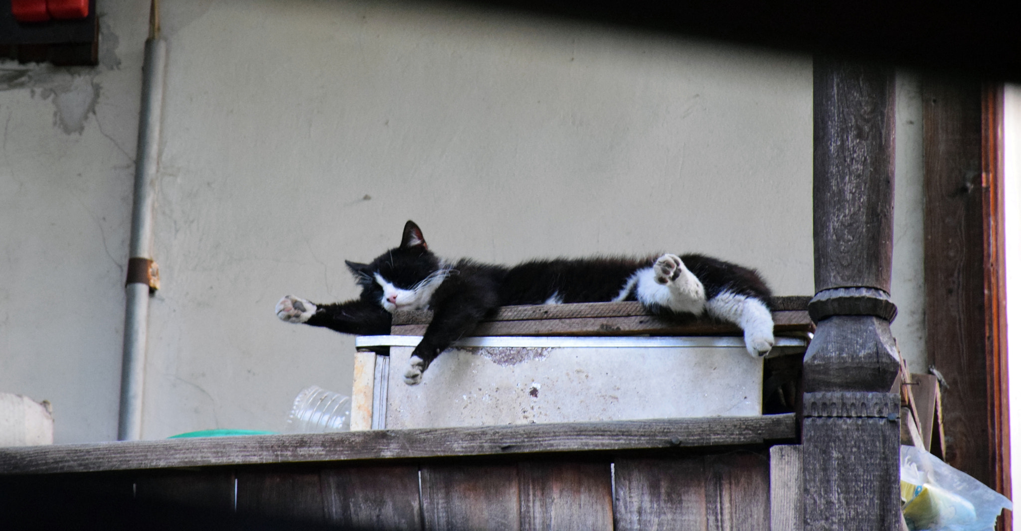 Nikon D3300 sample photo. Sleeping cute meow photography