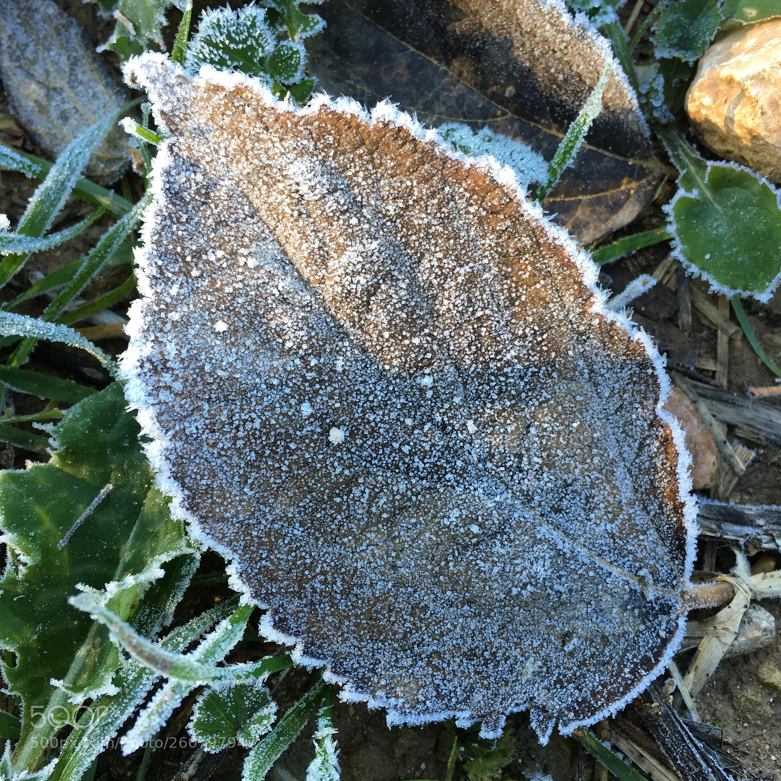 Apple iPhone 6s sample photo. Hoja escarchada photography