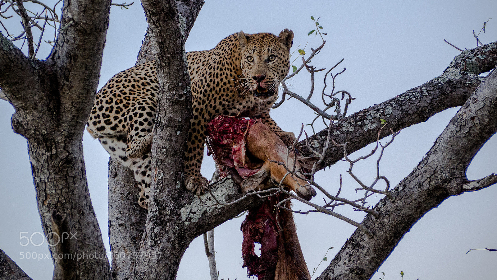 Olympus OM-D E-M10 II sample photo. Leopard with kill photography