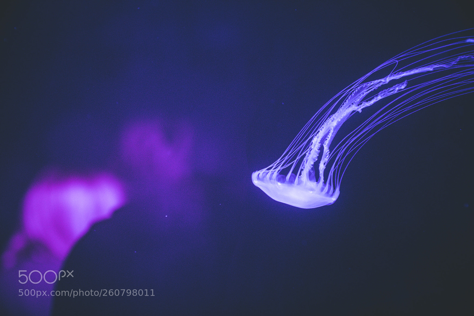 Canon EOS 750D (EOS Rebel T6i / EOS Kiss X8i) sample photo. Jelly fish photography